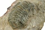 Detailed Reedops Trilobite - Atchana, Morocco #322270-4